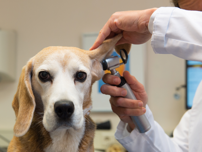 Ear Problems in Dogs and Cats