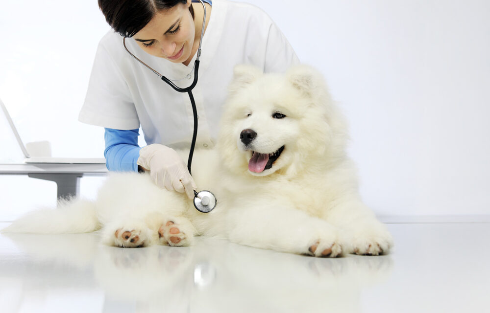 Veterinary Care for Dogs